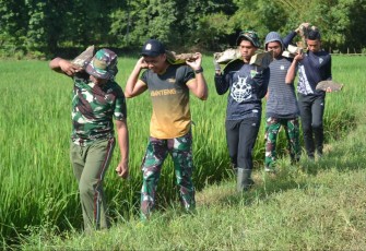 Satgas TMMD ke 123 Kodim 1405/Parepare Pindahkan Material Batu Secara Gotong Royong Kelokasi Sasaran