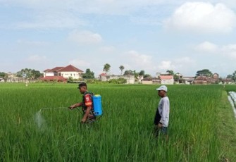 Serda Andri Dampingi Petani Semprot Hama
