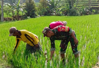 Bantu penyiangan tanaman padi warga desa binaan