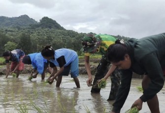 Tanam padi bersama warga di perbatasan 