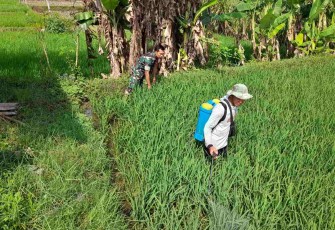 Bantu perawatan tanaman padi petani desa binaan 