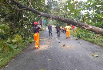 Evakuasi pohon tumbang di jalan 