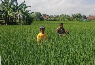 Pendampingan petani wilayah desa binaan 