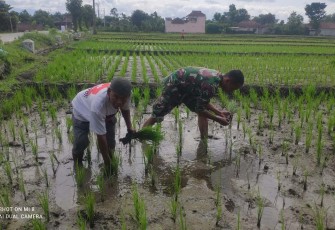 Penyulaman padi petani desa binaan 