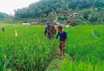 Pendampingan petani wilayah desa binaan 