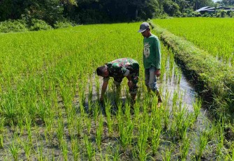 Bersihkan gulma di tanaman padi