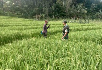 Pendampingan petani desa binaan