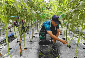 Bantu merawat kebun tomat warga perbatasan