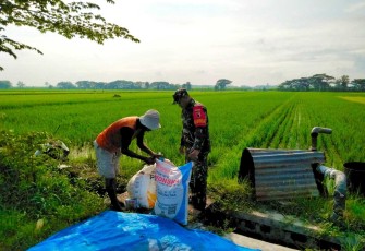 Pemupukan padi wilayah desa binaan