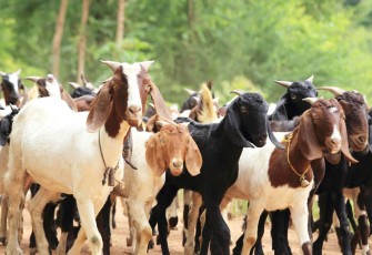 Hewan kurban kambing