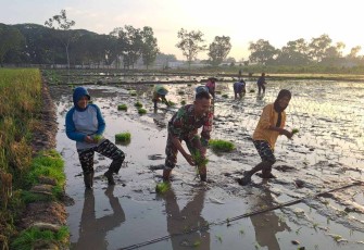 Tanam padi bersama warga desa binaan