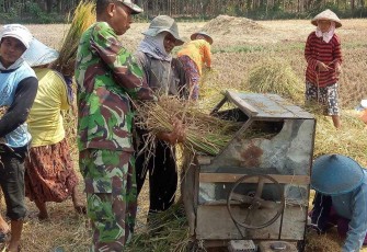 Bantu panen padi warga desa binaan