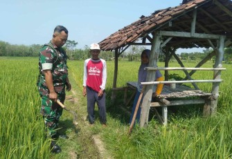 Pembersihan saluran irigasi