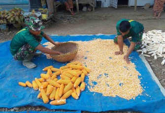Bantu jemur hasil panen jagung
