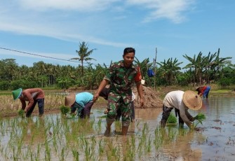 Babinsa tanam padi di wilayah desa binaan