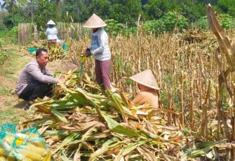 Pendampingan petani jagung di wilayah desa binaan