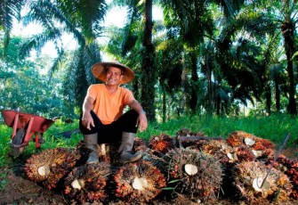 Holding Perkebunan Nusantara Konsisten Serap TBS Petani