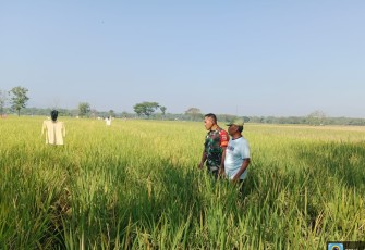 Sinergi Babinsa dan Petani Wonoasri Perkuat Ketahanan Pangan