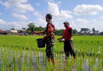 Bantu tebar pupuk di lahan pertanian warga desa binaan 
