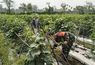 Bantu rawat tanaman di ladang petani desa binaan 