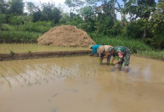 Bantu tanam padi warga binaan 