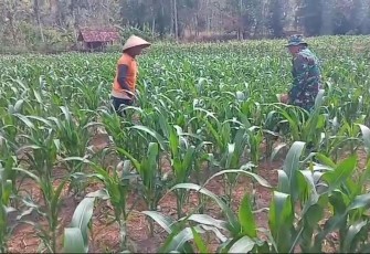 Pendampingan petani wilayah desa binaan 