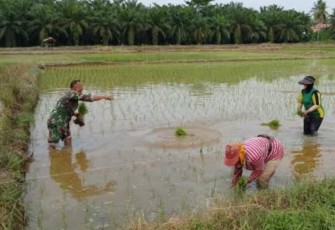 Bantu tanam padi wilayah desa binaan