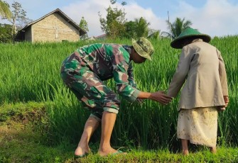 Babinsa Desa Segawe Dampingi Petani, Wujudkan Ketahanan Pangan di Wilayah Binaan