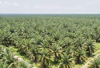 Perkebunan sawit