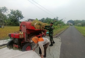 Tangan-Tangan yang Menjaga Ketahanan Pangan, Babinsa Turun Langsung Dampingi Panen Petani Sumberejo
