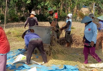 Petani dan Babinsa Balerejo Bergandengan Menuai Hasil