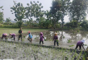 Bersama Petani, Babinsa Pilangbango Tanam Padi untuk Ketahanan Pangan
