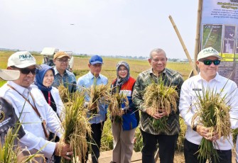 BRIN-PGN-Pemkab Batang Panen Raya 166,5 Ton Padi Biosalin