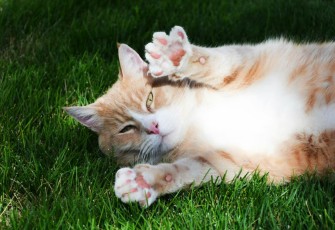 kesehatan kucing, makanan kucing, imunitas kucing, Unicharm Pet Indonesia, Deli-Joy Pouch Adult Immune
