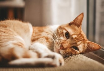 Ringworm pada Kucing, Penyebab Gejala dan Cara Mengatasinya