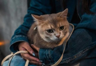 Usia Kucing dalam Umur Manusia