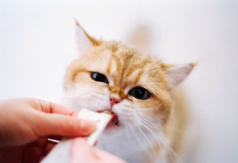 Vitamin Kucing untuk Menjaga Kesehatan Kulit dan Bulu