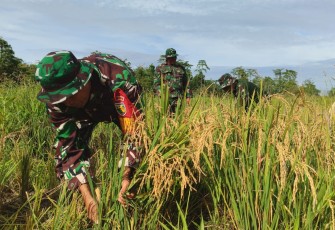 Kodim 1710/Mimika Panen Padi Perdana