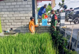 Babinsa Turun ke Sawah