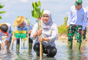 Gubernur Jatim saat Menanam Mangrove