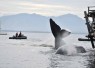 Evakuasi ikan paus di pinggir pantai Bulusan Kabupaten Banyuwangi 