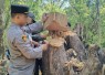 TKP ilegal logging taman nasional Baluran 