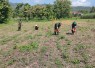 Pemupukan tanaman jagung petani wilayah desa binaan 