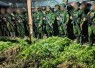 5.000 Batang Ganja Terungkap, TNI Habema Gagalkan Peredaran Narkotika