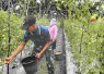Panen tomat bersama warga di perbatasan