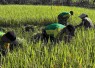 Panen padi di perbatasan