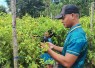 Rawat kebun cabai di perbatasan