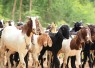 Hewan kurban kambing