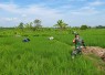 Bantu rawat padi di wilayah desa binaan
