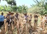 Panen jagung pipil di Kenjeran